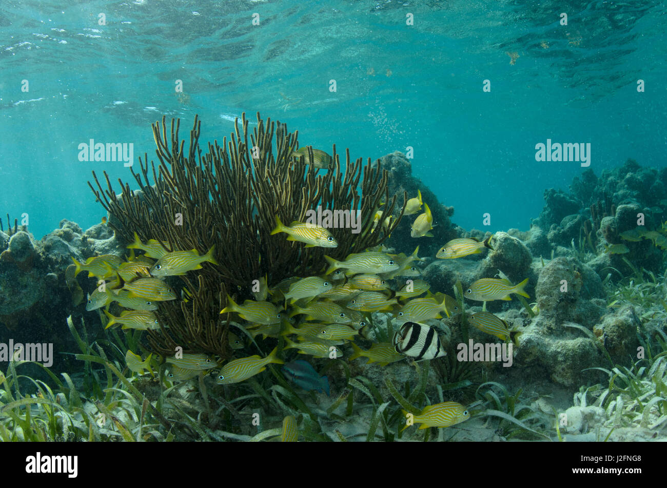 Grunt francese (Haemulon flavolineatum) e nastrare Butterflyfish (Chaetodon capistratus), Half Moon Caye, Lighthouse Reef Atoll, Belize Foto Stock