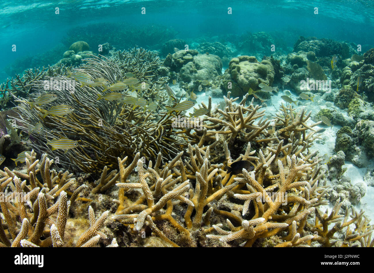 La Staghorn Coral (Acropora cervicornis) e francese (grugnito Haemulon flavolineatum), Hol Chan riserva marina vicino a Ambergris Caye e Caye Caulker, Belize Foto Stock