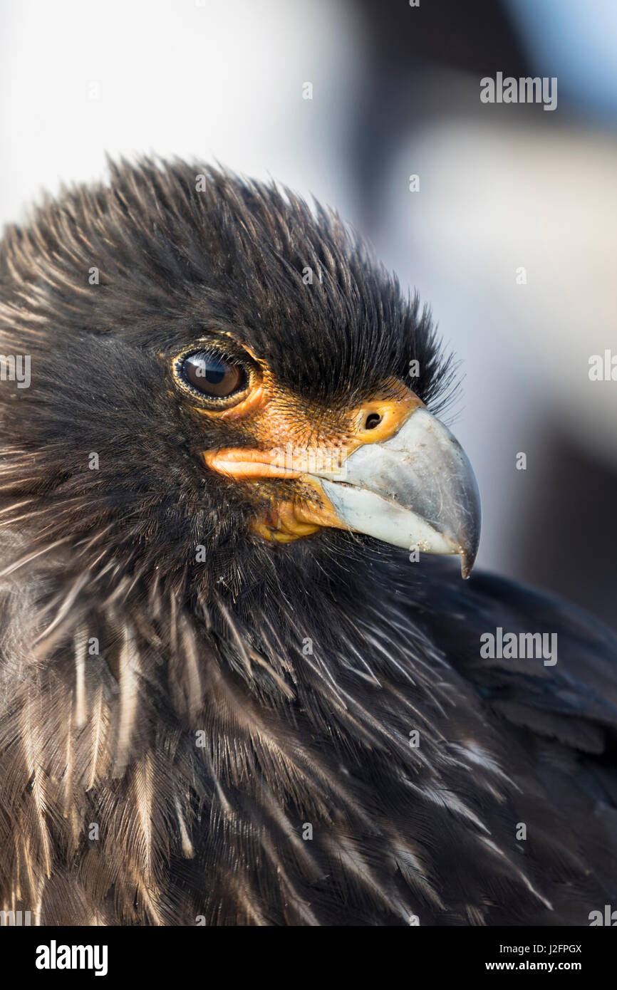 Caracara striato (Phalcoboenus australis) o Johnny Rook, considerato come molto intelligente e curioso, uno dei rari rapaci nel mondo. America del Sud, Isole Falkland Foto Stock