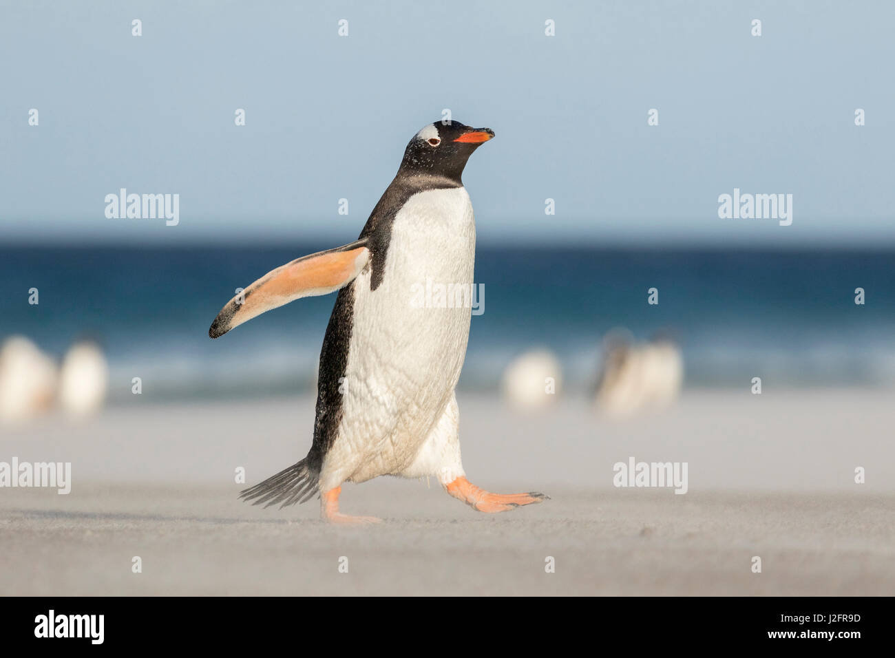 Pinguino Gentoo (Pygoscelis papua) sulle Isole Falkland, attraversando la vasta spiaggia di sabbia mentre si cammina fino alla loro rookery. Foto Stock