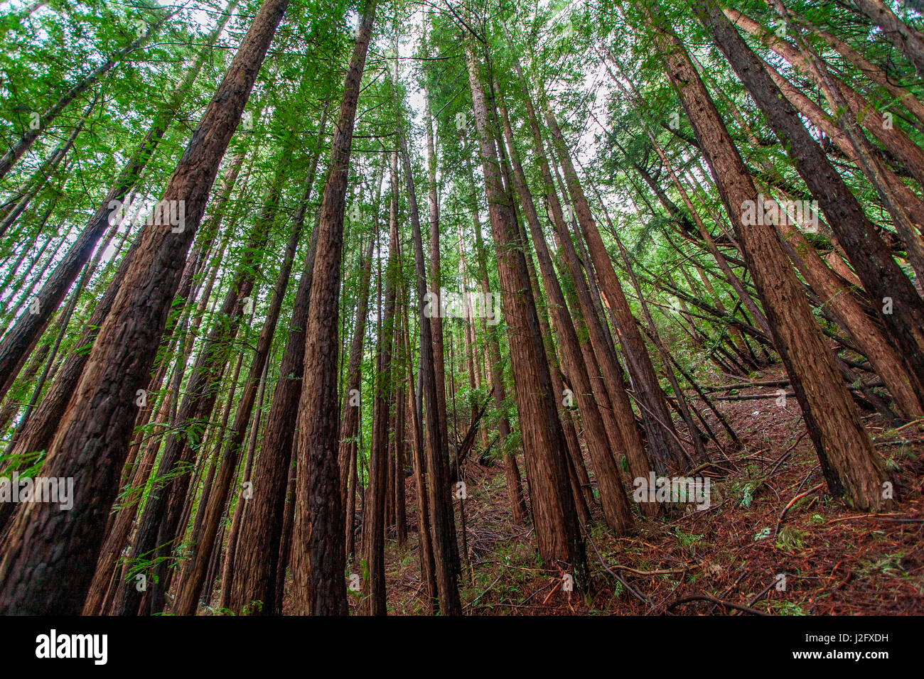 La scena della foresta di Muir Woods State Park, Mill Valley, CA Foto Stock
