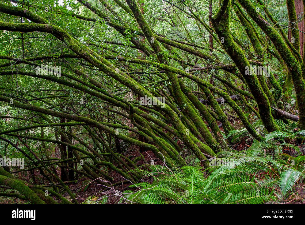 La scena della foresta di Muir Woods State Park, Mill Valley, CA Foto Stock