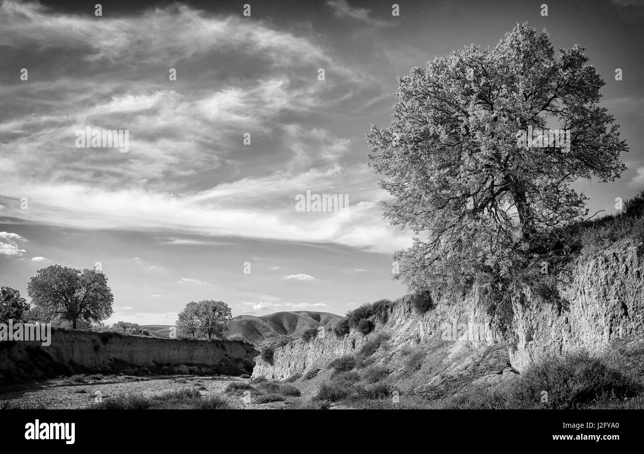 Letto asciutto del fiume e querce, California Central Coast vicino a Paso Robles Foto Stock