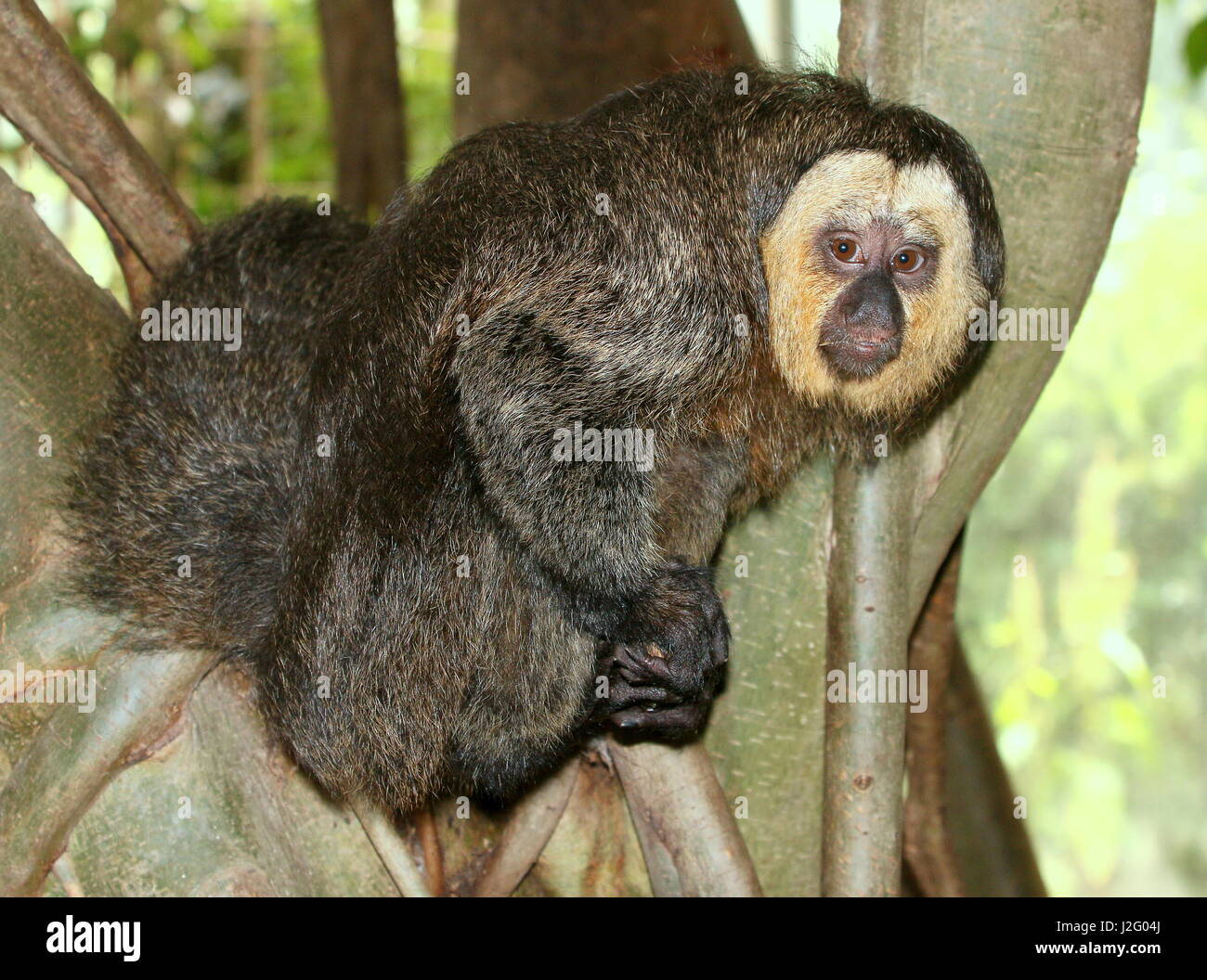 Adolescente di sesso maschile Sud Americano bianco di fronte saki monkey (Pithecia pithecia) Foto Stock