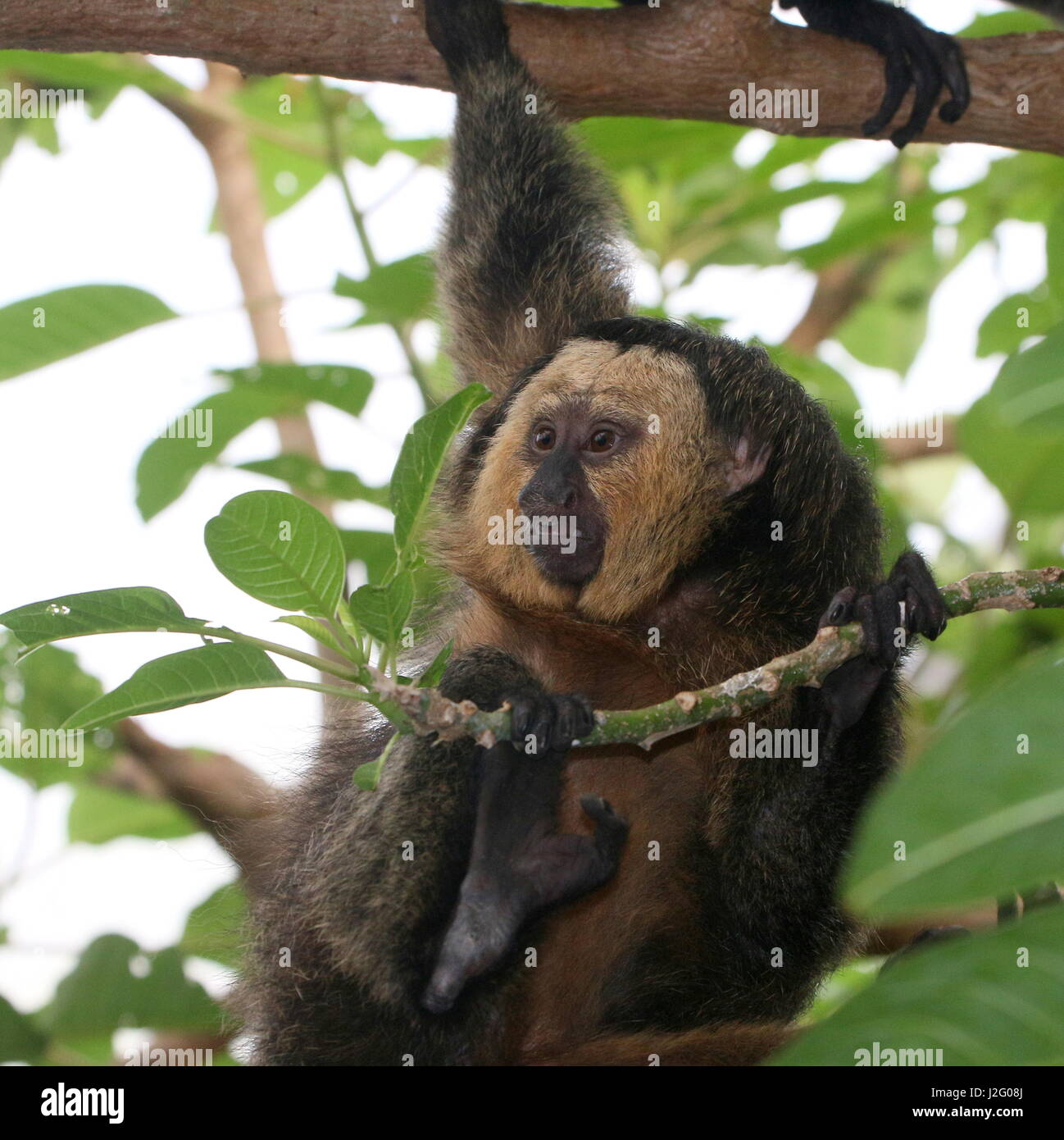 A metà anno maschio vecchio Sud Americano bianco di fronte saki monkey (Pithecia pithecia) salendo su un albero. Foto Stock