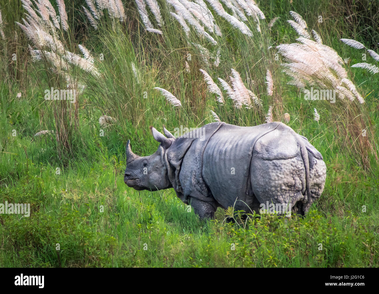 Rinoceronte selvatici in Chitwan il parco nazionale, Sauraha, Nepal. Foto Stock