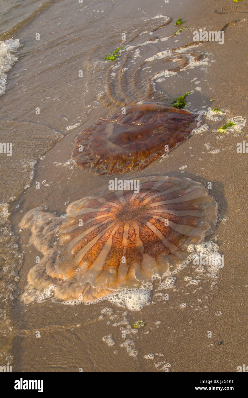 Chrysaora plocamia, meduse lavato fino sulla spiaggia di Paracas, Perù Foto Stock