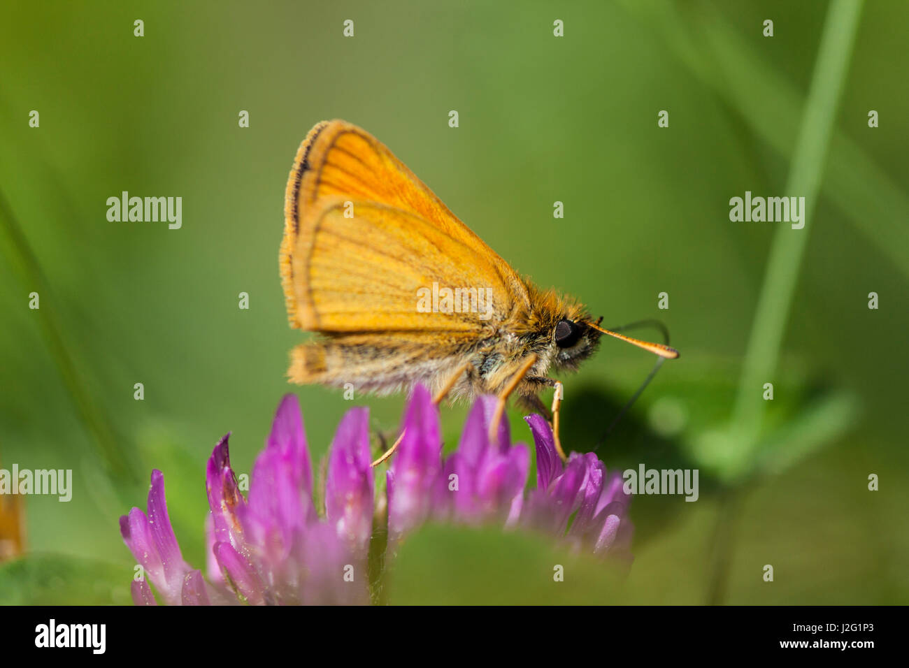 Unione Skipper butterfly, Thymelicus lineola, sul chiodo di garofano alla Phillips Farm in Marshfield, Massachusetts. Foto Stock