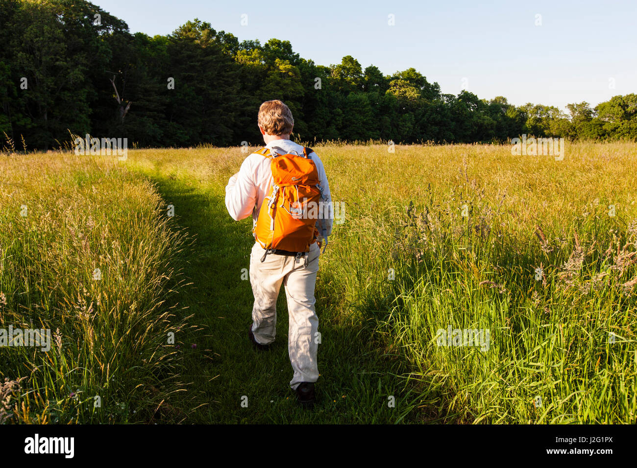 Un uomo cammina attraverso il campo di fieno alla Phillips Farm in Marshfield, Massachusetts. (MR) Foto Stock