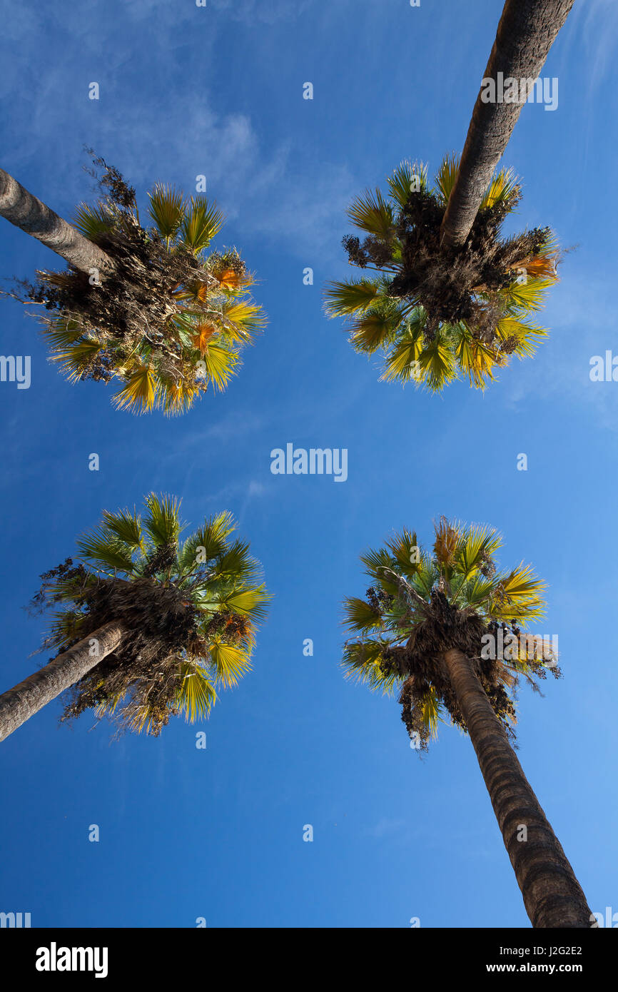 Nizza quattro palme nel cielo blu. Data palme.vista prospettica dal pavimento in alto Foto Stock