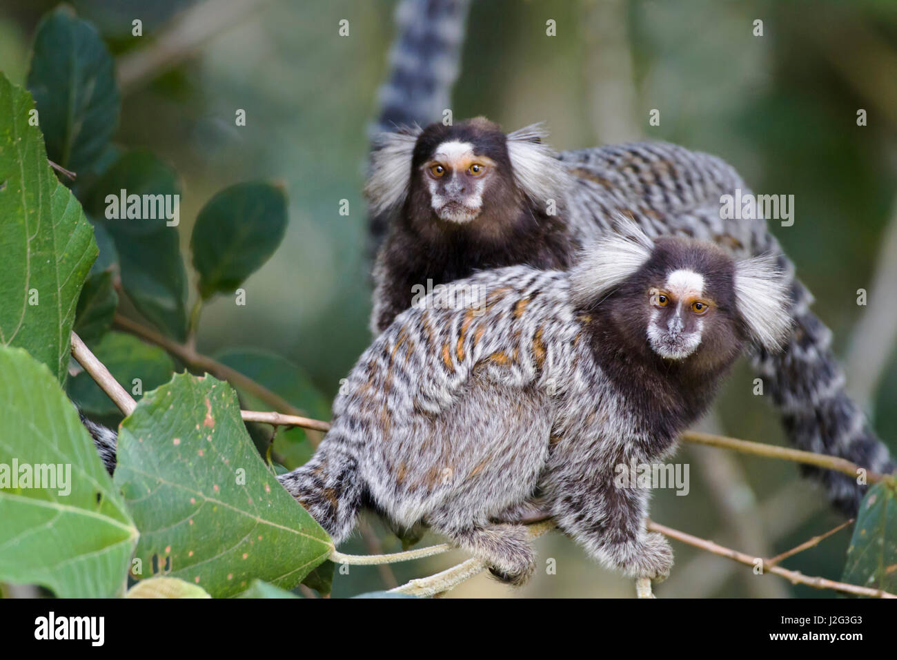 Il Brasile, Sao Paulo, scimmie marmoset negli alberi. Foto Stock