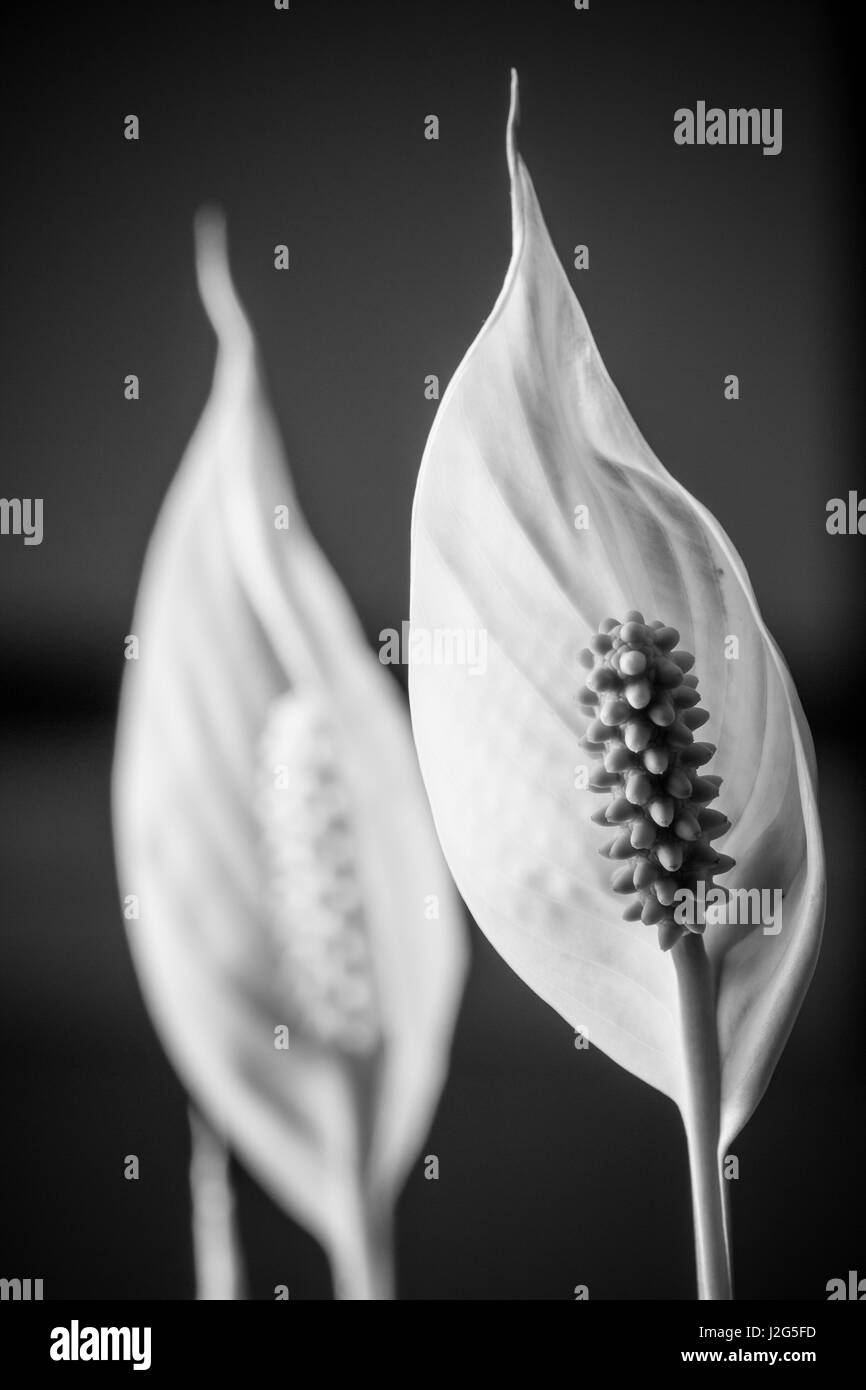 Close up di un fiore bianco di un impianto indoor in bianco e nero Foto Stock