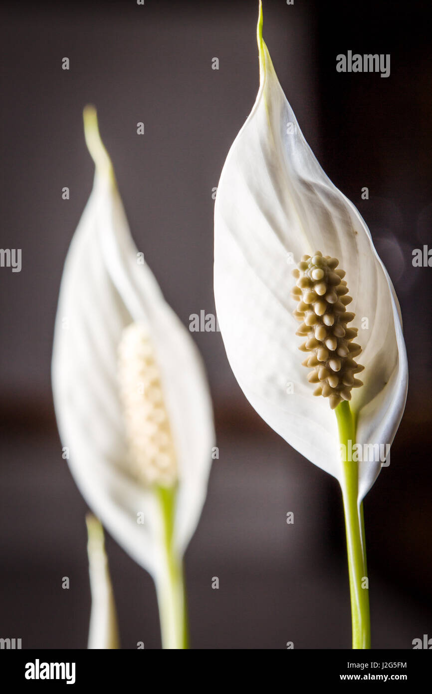 Close up di un fiore bianco di un impianto indoor nel colore Foto Stock