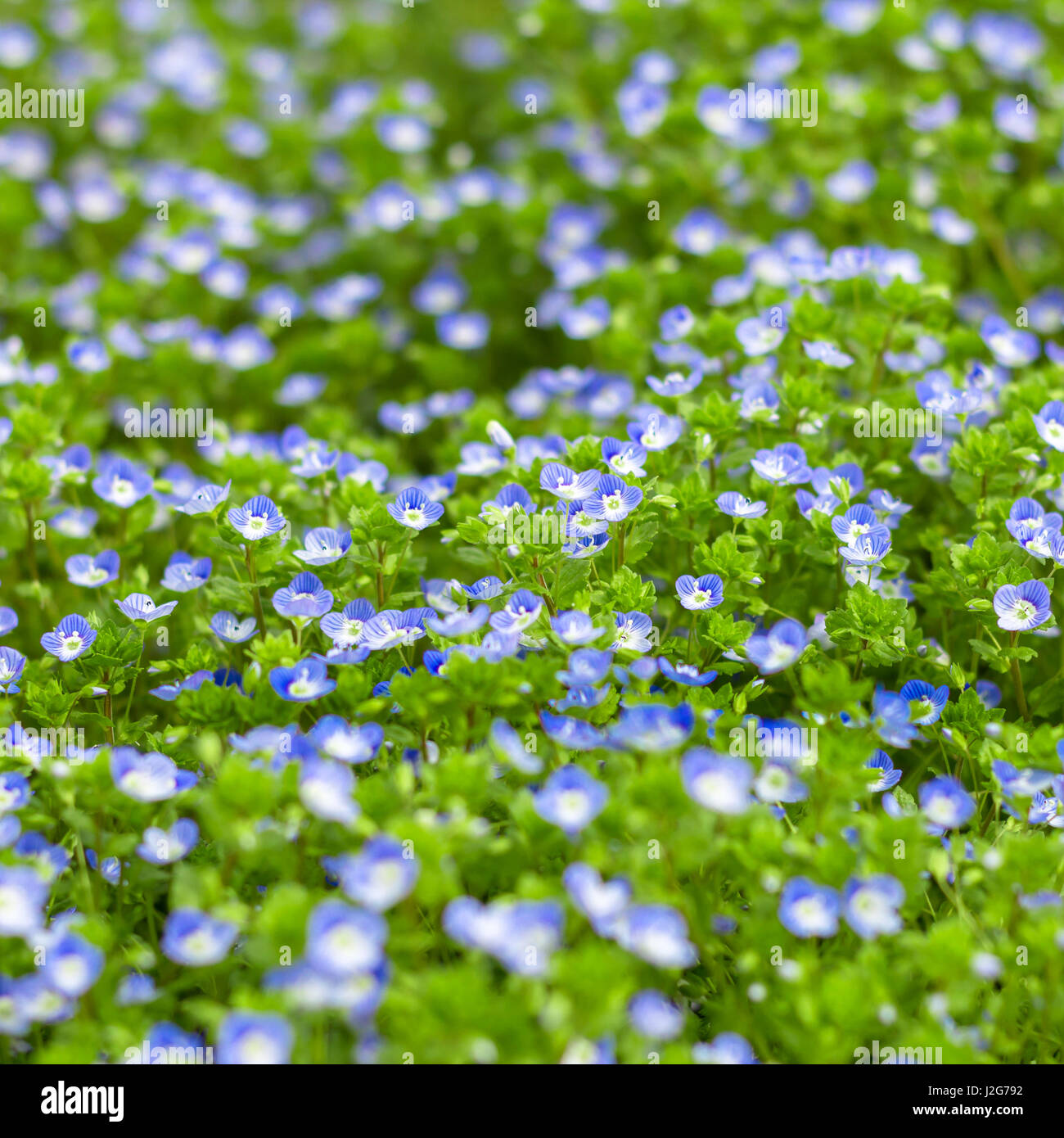 Piccolo Blu fiori selvatici. Fresca luce piccoli fiori blu (dimenticare-me-non) alla luce del giorno. Piccolo morbido blu Veronica persica fiori crescono in primavera outdoo Foto Stock