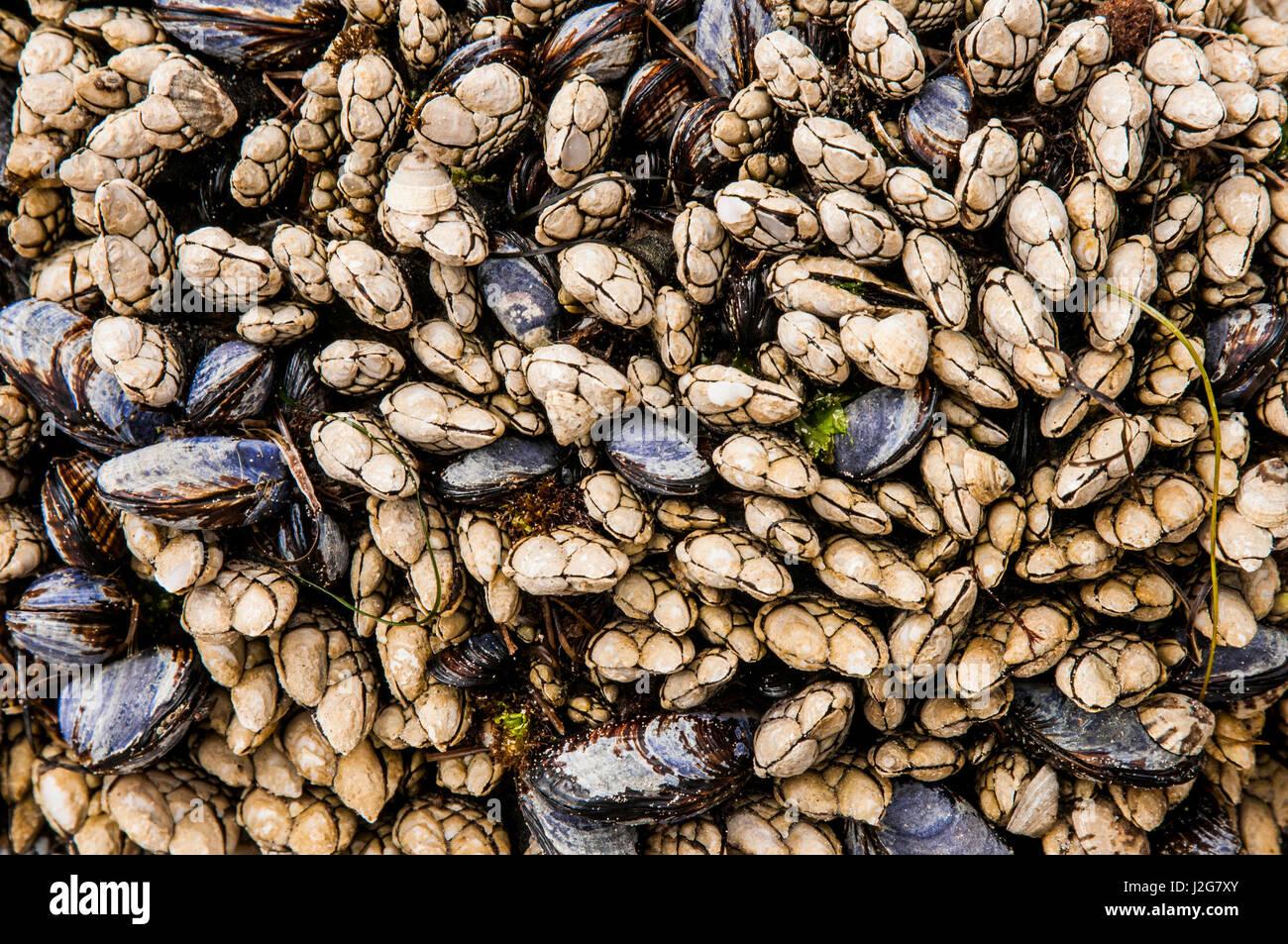 Stati Uniti California Santa Barbara, Arroyo Burro Beach, aka Hendry's Beach, nella nebbia, California cozze (blu) e di foglia cirripedi ("Pollicipes polymerus', aka a collo di cigno cirripedi, sia alta marea indicatori di livello Foto Stock