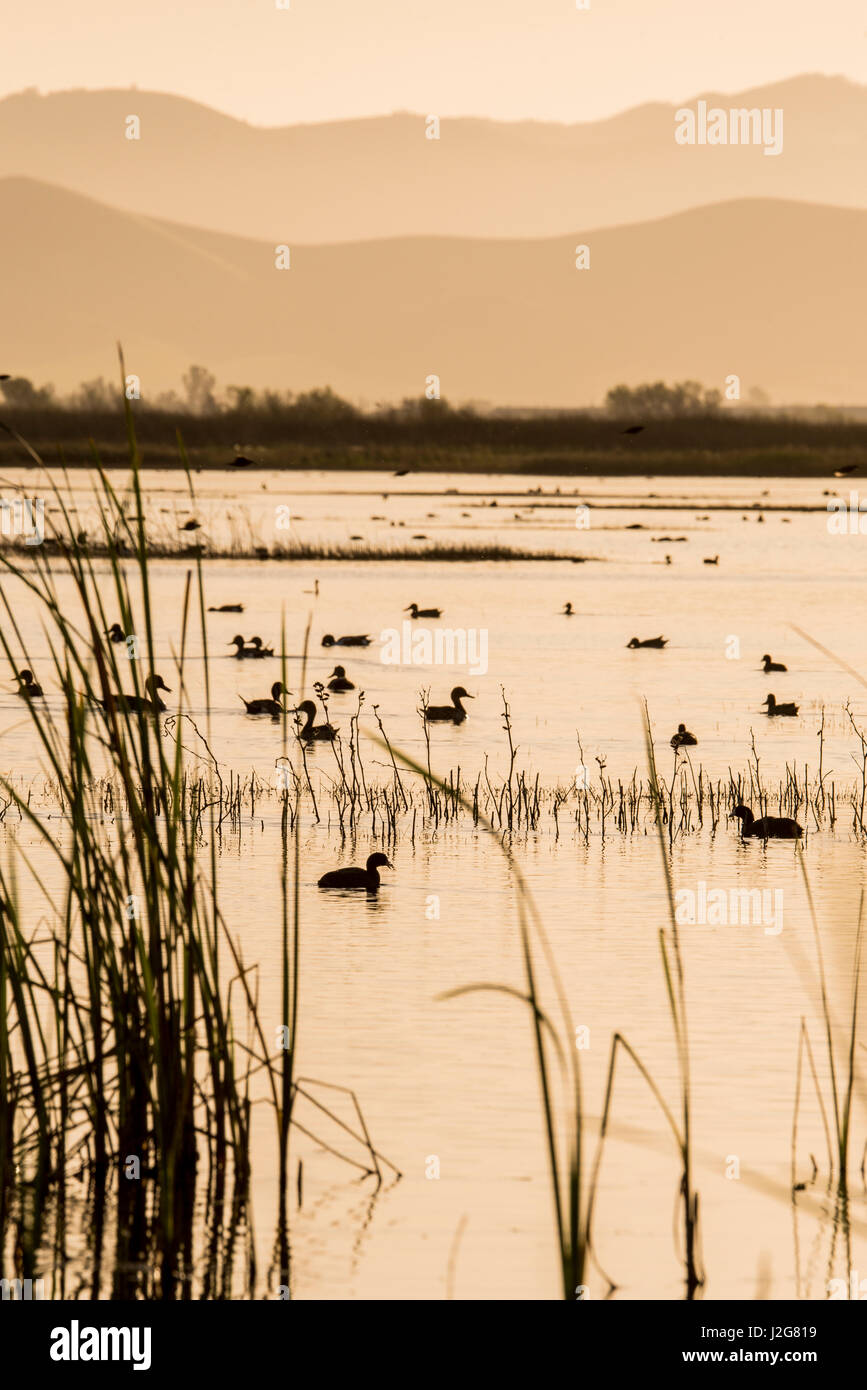 Stati Uniti, California, valle centrale, San Joaquin River Valley, San Luis National Wildlife Refuge, zone umide e gli uccelli acquatici, folaghe e mestolone settentrionale in Tule zone umide Foto Stock