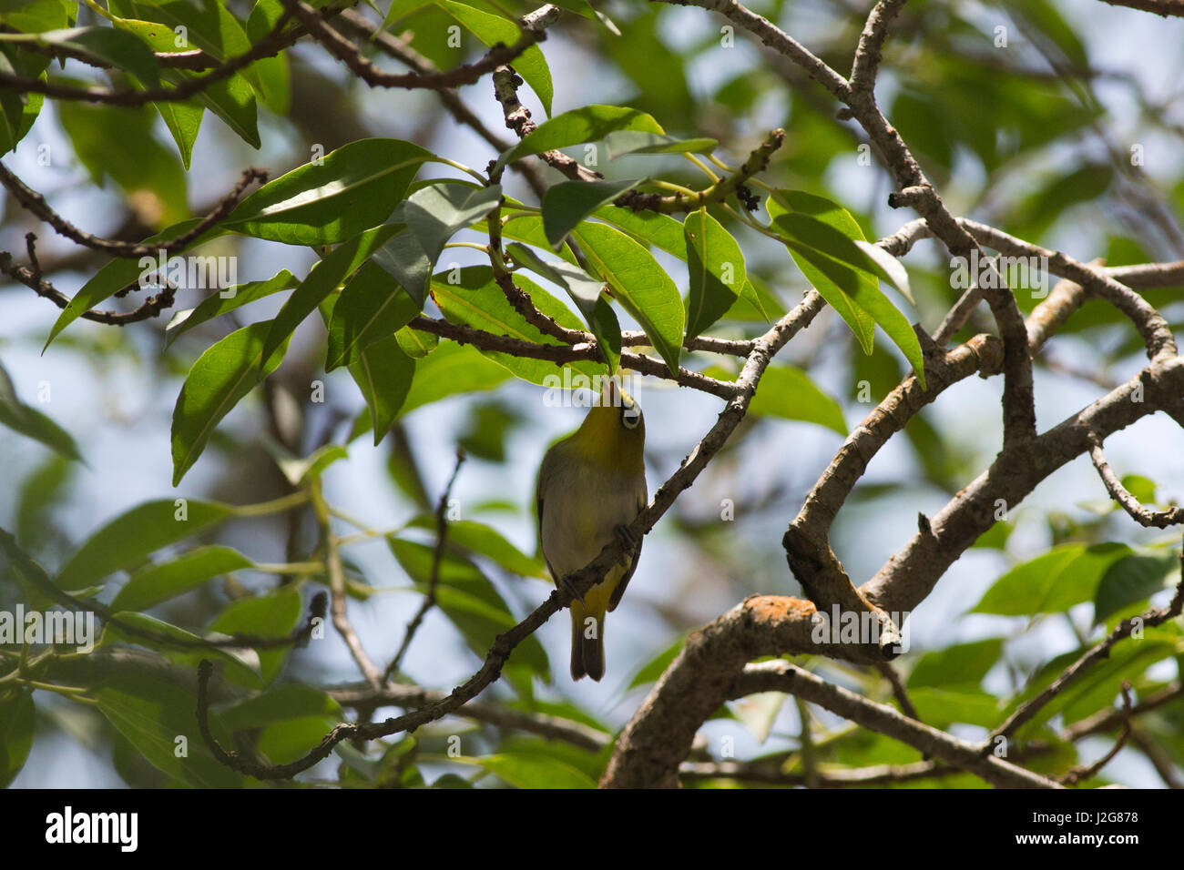 Oriental bianco-eye, localmente denominata Shet-ankhi presso la Sundarbans, un sito Patrimonio Mondiale dell'UNESCO e un santuario della fauna selvatica. Il più grande il litorale mangrove Foto Stock