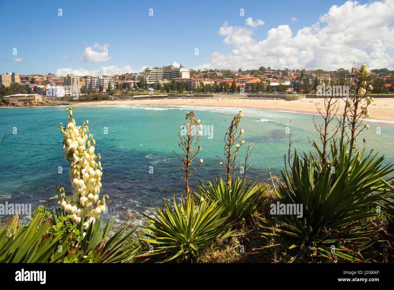 Yucca fiori con persone a nuotare in mare e prendere il sole sulla spiaggia, Coogee, Sydney, Nuovo Galles del Sud, Australia Foto Stock