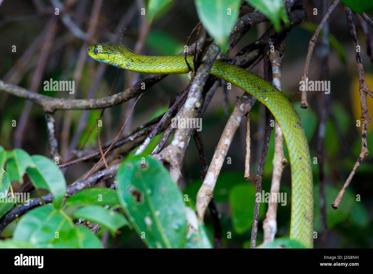 Gatto verde serpente noto anche come Sobuj Fono Monosha Shap presso la Sundarbans, un sito Patrimonio Mondiale dell'UNESCO e un santuario della fauna selvatica. Bagerhat, Bangladesh. Foto Stock