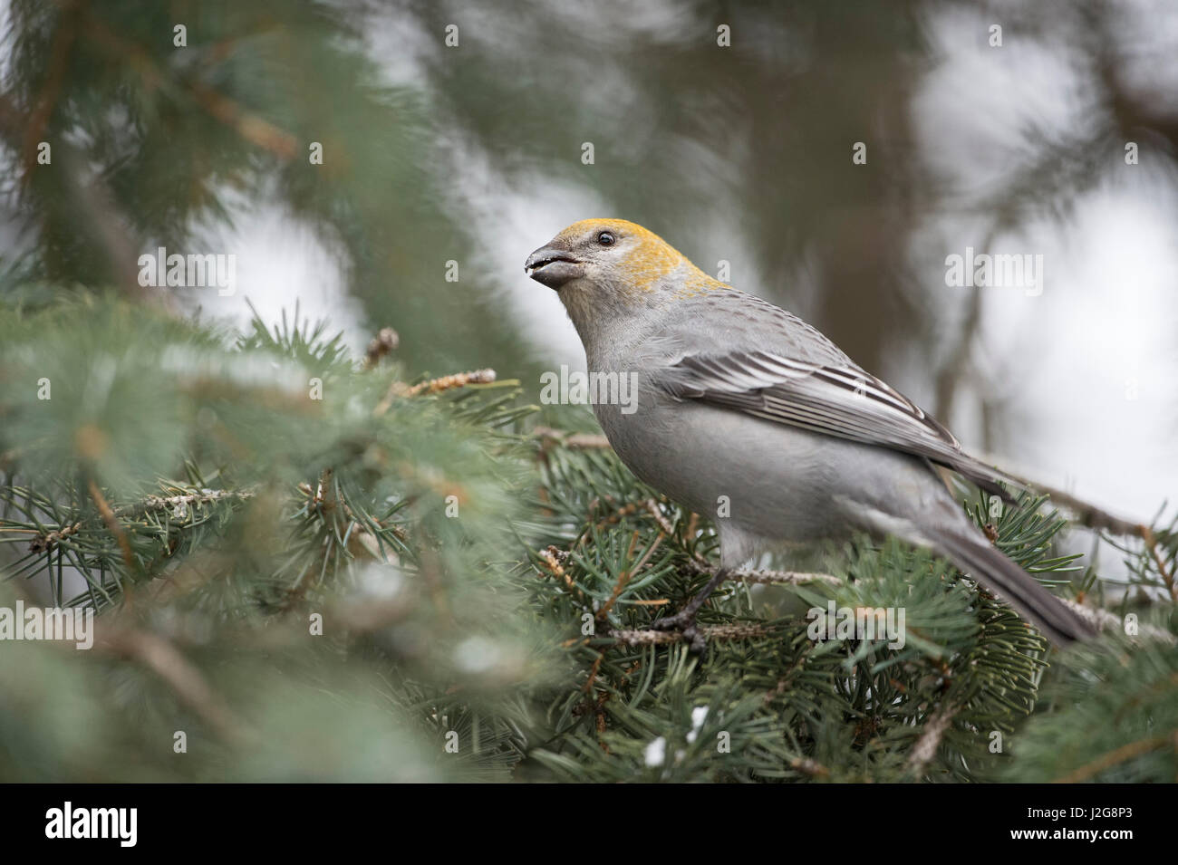Pine grosbeak / Hakengimpel ( Pinicola enucleator ), femmina adulti in inverno, arroccato in una conifera, si nutrono di semi, guardando il cielo, Montana, Foto Stock