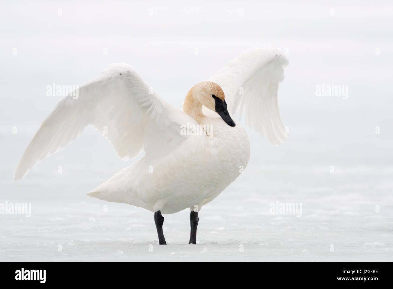 Trumpeter Swan / Trompeterschwan ( Cygnus buccinatore ) in inverno, sbattimenti le sue ali, in piedi su un fiume congelato, Grand Teton NP, Wyoming negli Stati Uniti. Foto Stock