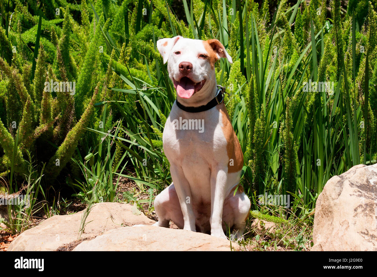 L'American Pit Bull che posano per una foto Foto Stock