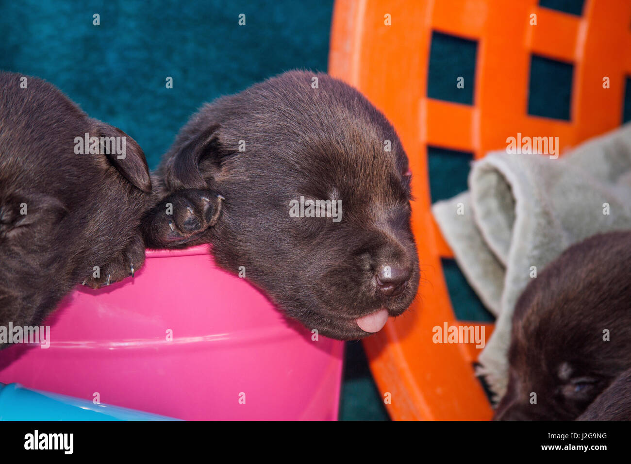 Sleeping Labrador Retriever cuccioli dormire in un secchio, Phelan, California Foto Stock