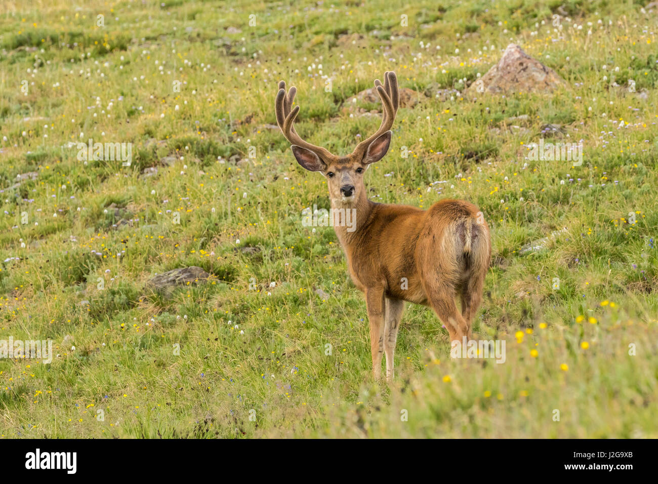 Stati Uniti d'America, Colorado, Rocky Mountain National Park. Mule Deer buck con corna di velluto. Credito come: Cathy e Gordon Illg Jaynes / Galleria / DanitaDelimont.com Foto Stock