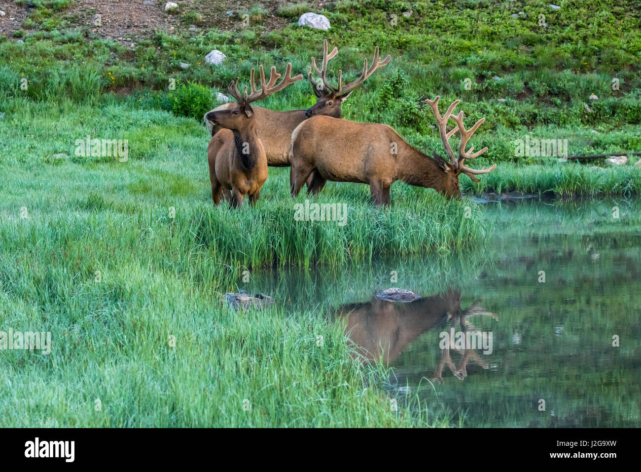 Stati Uniti d'America, Colorado, Rocky Mountain National Park. Bull elks e Poudre Lago. Credito come: Cathy e Gordon Illg Jaynes / Galleria / DanitaDelimont.com Foto Stock