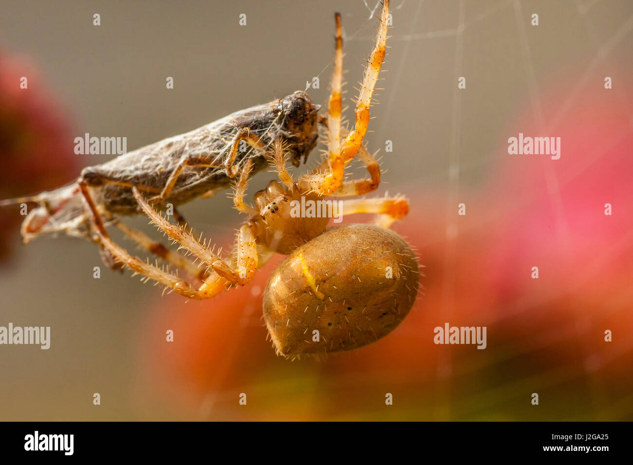 Stati Uniti d'America, Colorado, Jefferson county. Orb-weaver spider con la preda. Credito come: Cathy e Gordon Illg Jaynes / Galleria / DanitaDelimont.com Foto Stock