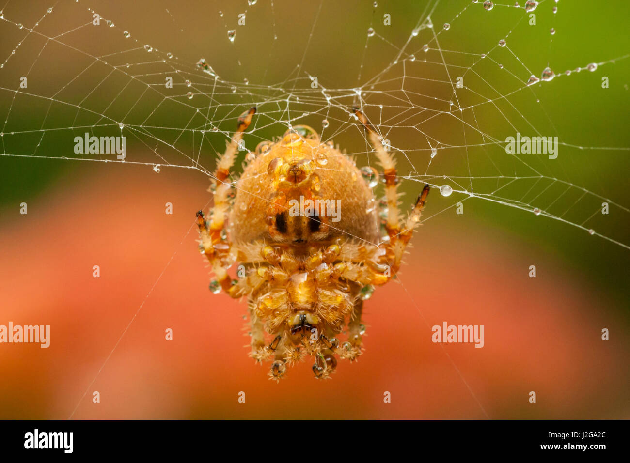 Stati Uniti d'America, Colorado, Jefferson county. Orb-weaver spider sul web. Credito come: Cathy e Gordon Illg Jaynes / Galleria / DanitaDelimont.com Foto Stock