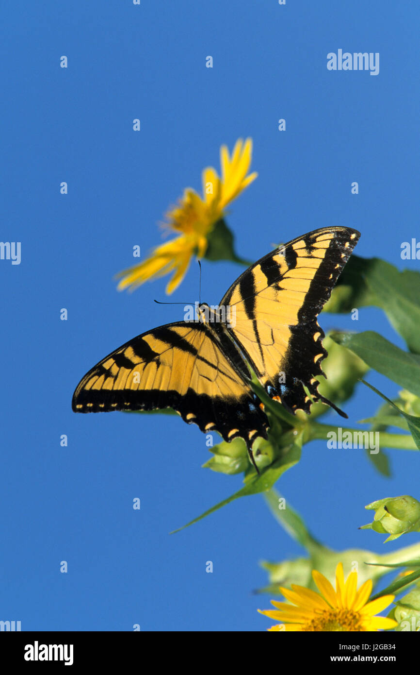Tigre orientale (Swallowtails Papilio Glaucus) sulla tazza di impianto (Silphium Perfoliatum) Marion County, Illinois Foto Stock
