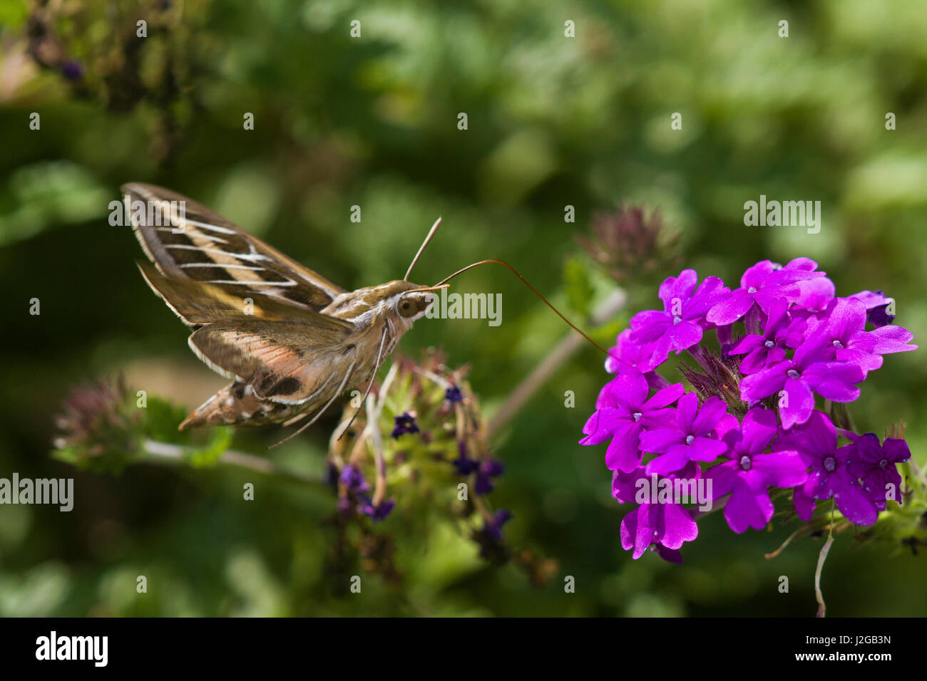 Bianco-rivestita Sphinx moth (Hyles lineata) su Homestead Verbena viola (Verbena canadensis 'Homestead Purple'), Marion County, Illinois Foto Stock