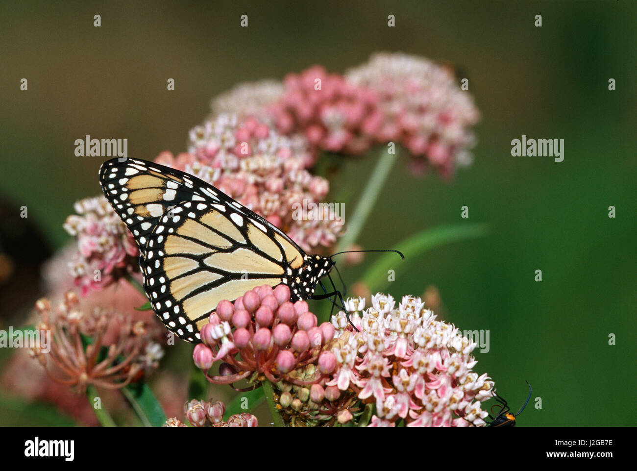 La Monarch (Danaus plexippus) su Swamp Milkweed (Asclepias incarnata), Marion County, Illinois Foto Stock