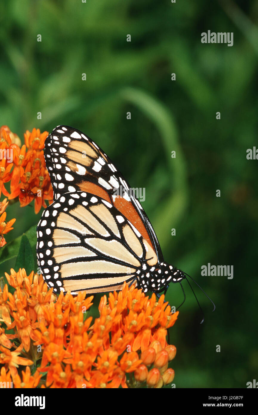 La Monarch (Danaus plexippus) sulla farfalla (Milkweed Asclepias tuberosa), Marion County, Illinois Foto Stock