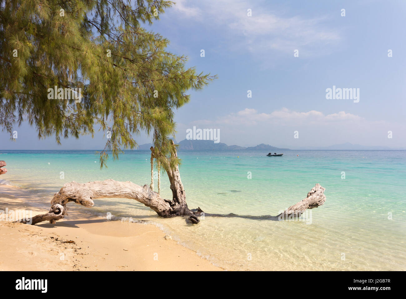 Albero e spiaggia di sabbia bianca a Koh Kradan, Trang provincia, Thailandia Foto Stock