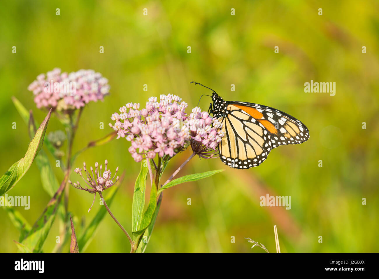 Farfalla monarca (Danus plexippus) su Swamp Milkweed (Asclepias incarnata), Marion County, Illinois Foto Stock