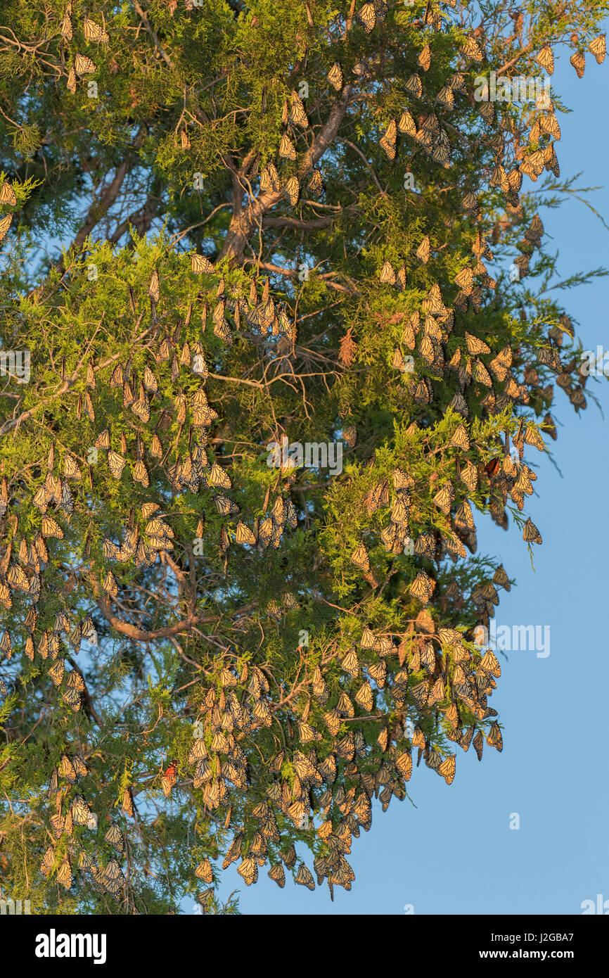 Farfalle monarca (Danus plexippus) sono ' appollaiati in Eastern Red Cedar (Juniperus Virginiana) prateria Ridge Stato Area Naturale, Marion County, Illinois Foto Stock