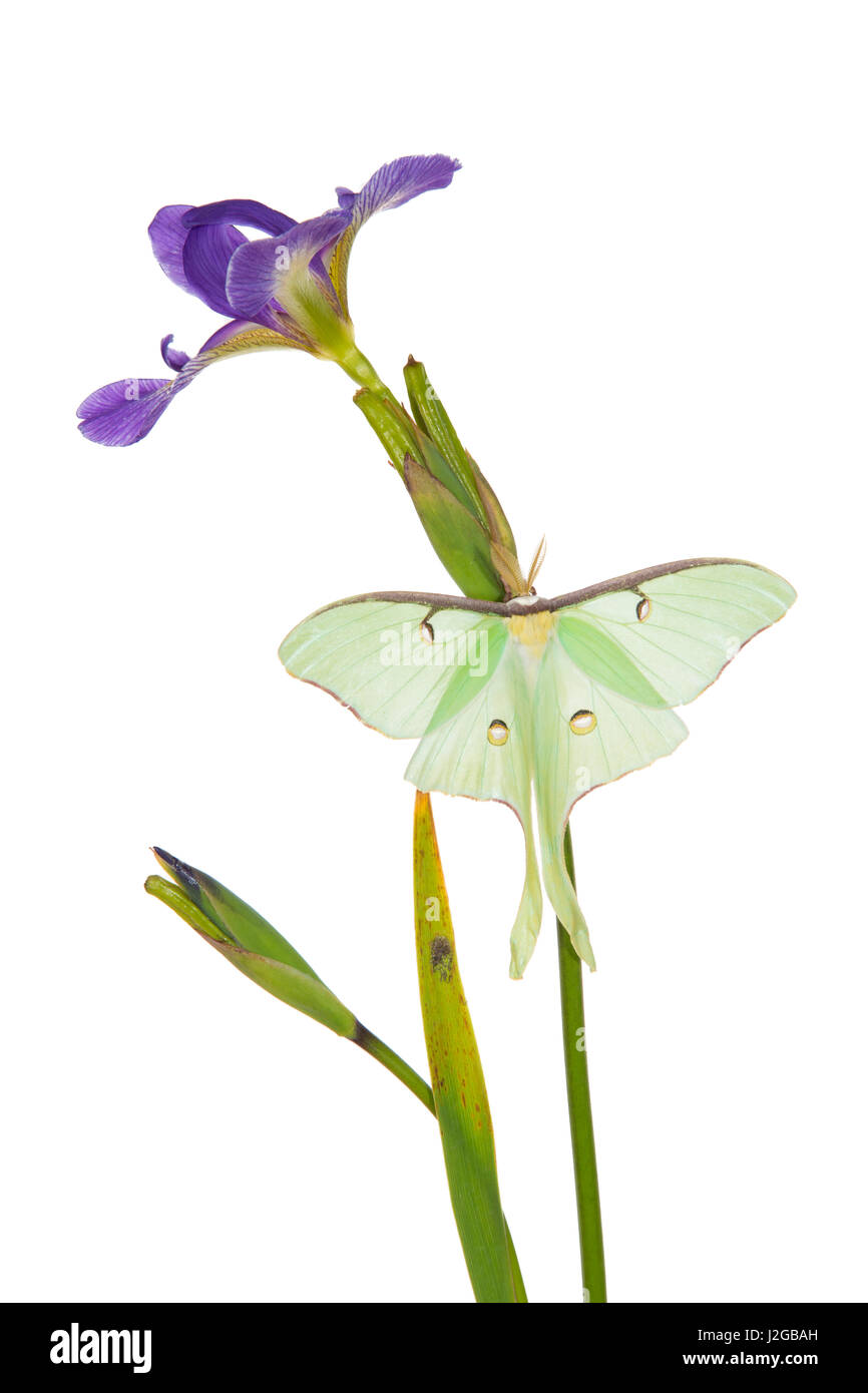 Luna Moth (Actias luna) sulla bandiera blu (Iris Iris versicolor) su sfondo bianco, Marion County, Illinois Foto Stock