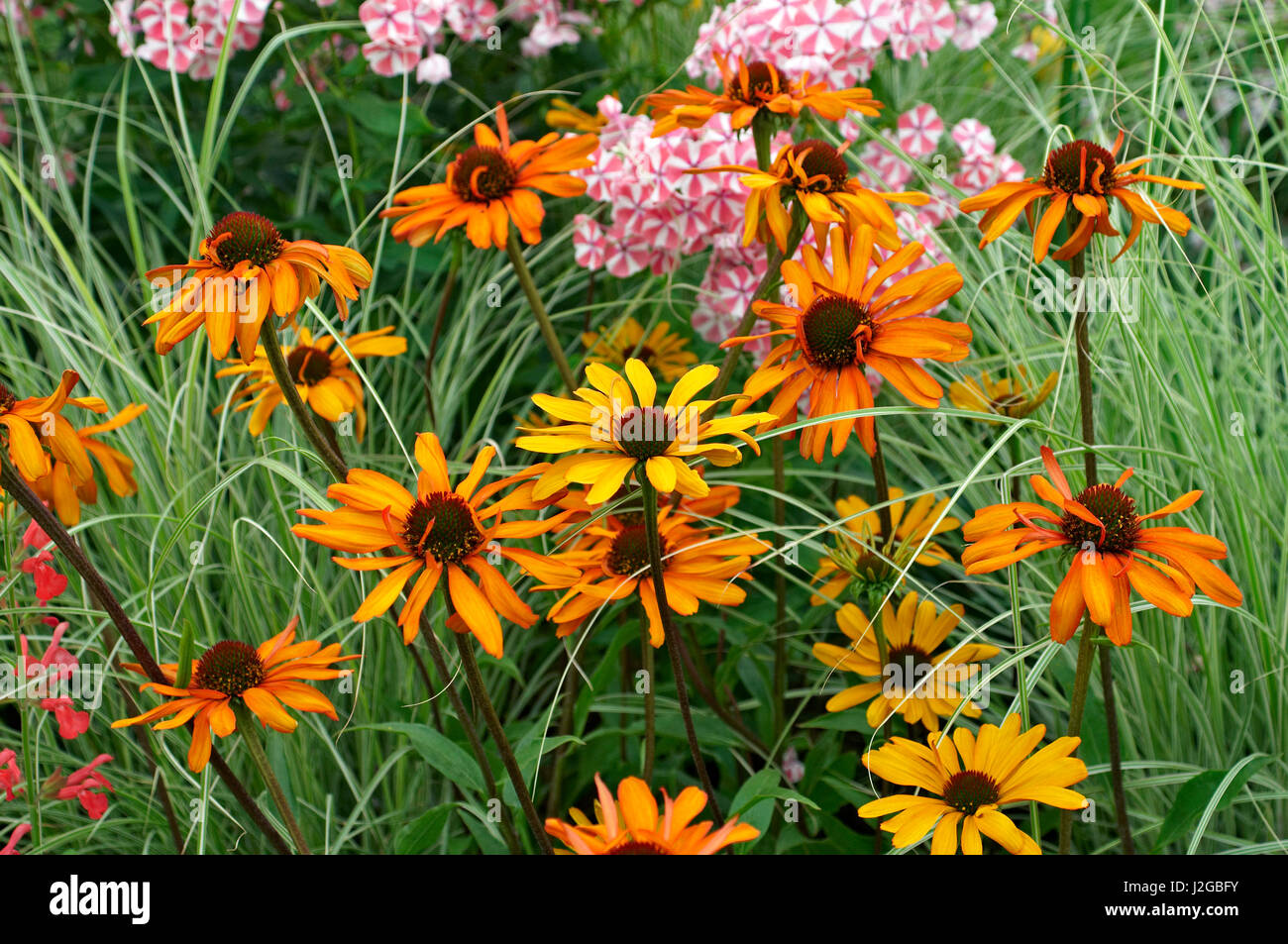 Dettaglio di fiori di confine con la coloratissima Echinacea "torcia tiki' Foto Stock