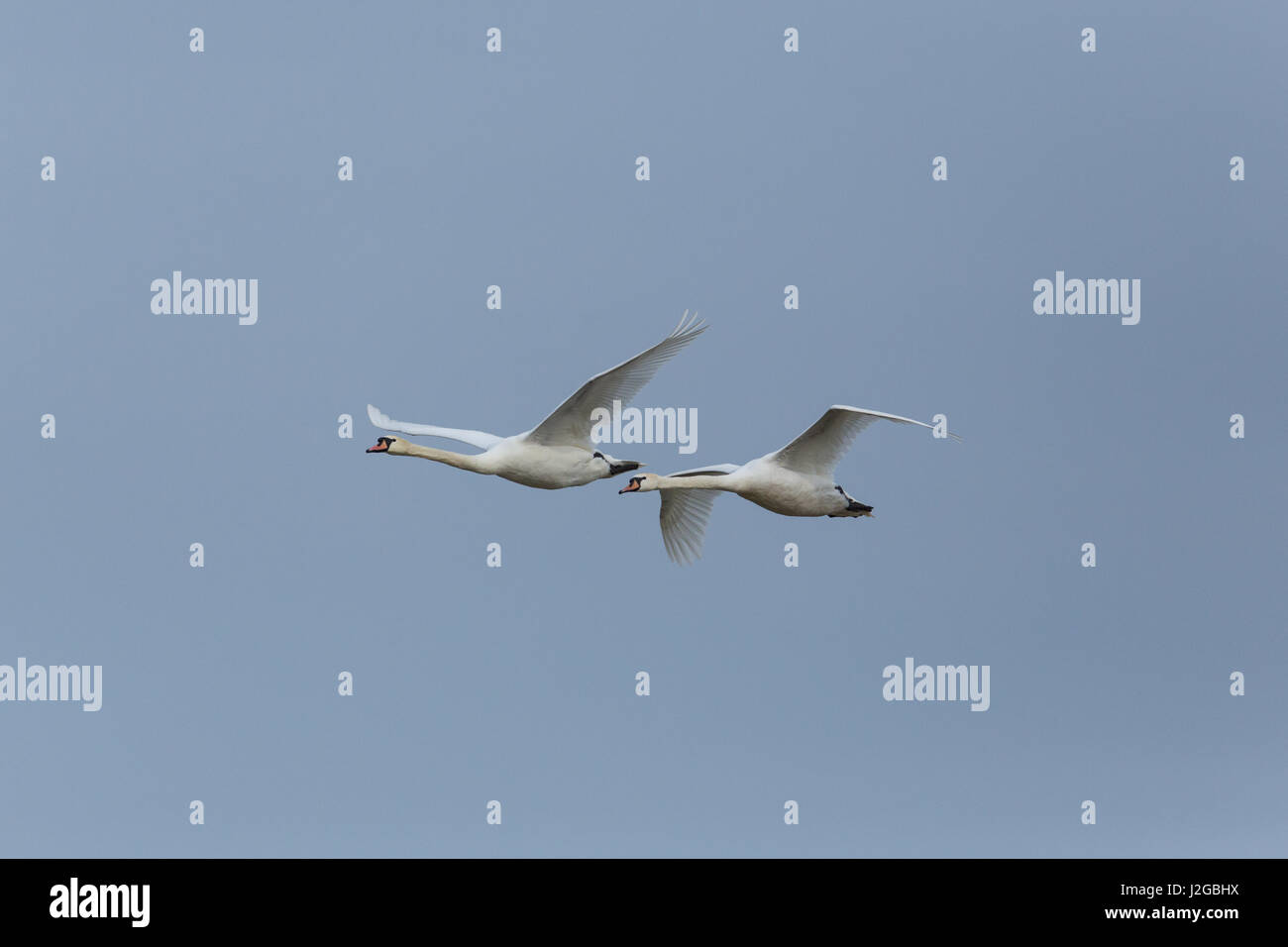 Due naturali cigni (Cygnus olor) in volo con il blu del cielo Foto Stock