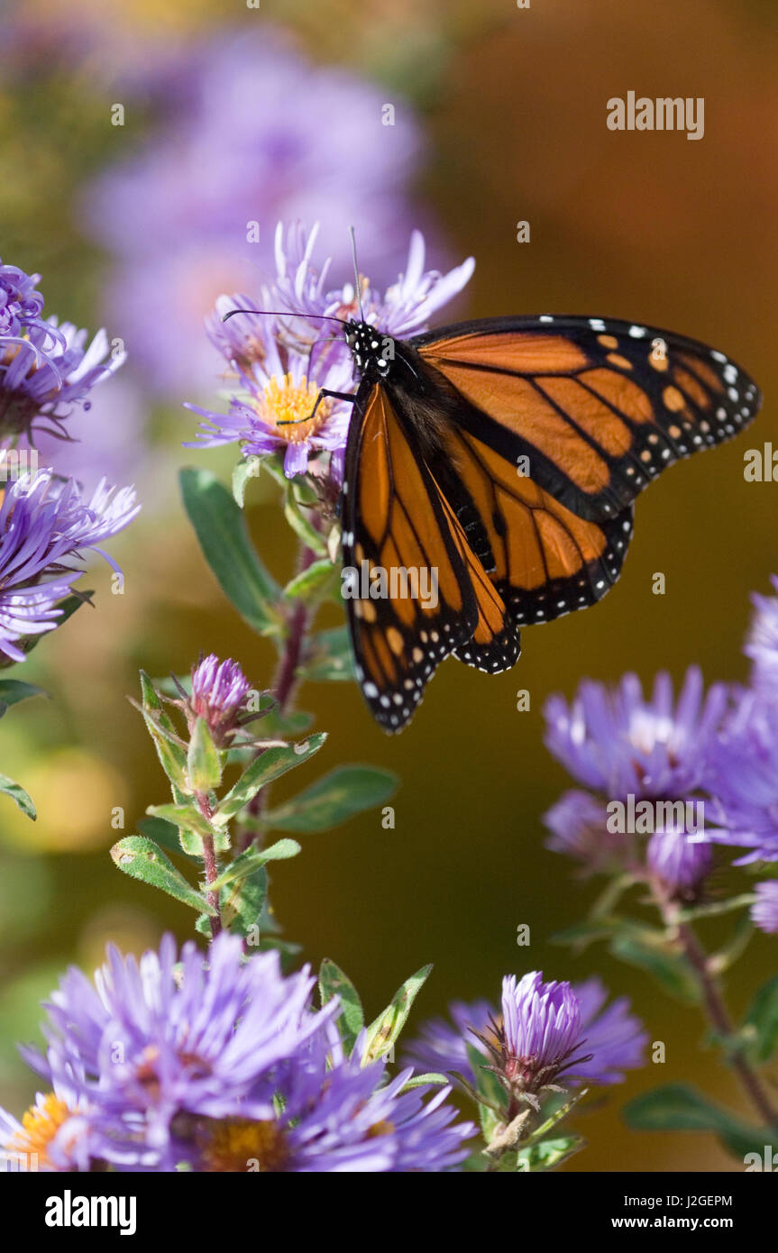 Stati Uniti d'America, New Hampshire. Farfalla monarca su aster fiore. Credito come: Nancy Rotenberg Jaynes / Galleria / DanitaDelimont.com Foto Stock