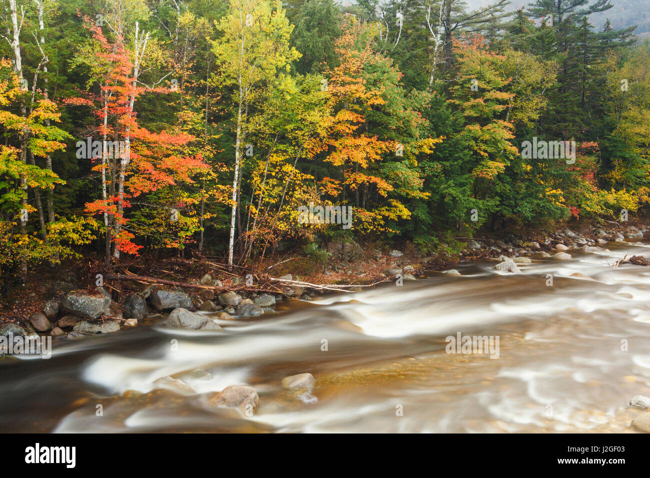 Caduta delle Foglie lungo il ramo orientale del fiume Pemigewasset in New Hampshire White Mountain National Forest. Foto Stock