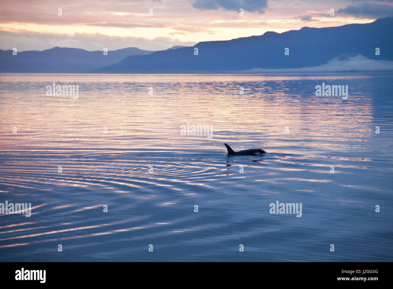 Stati Uniti d'America, Alaska, passaggio interno, Orcas Cruising Foto Stock