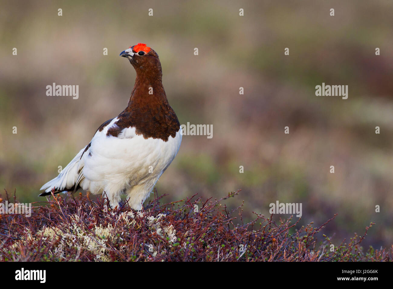 Willow Ptarmigan (maschio) Foto Stock