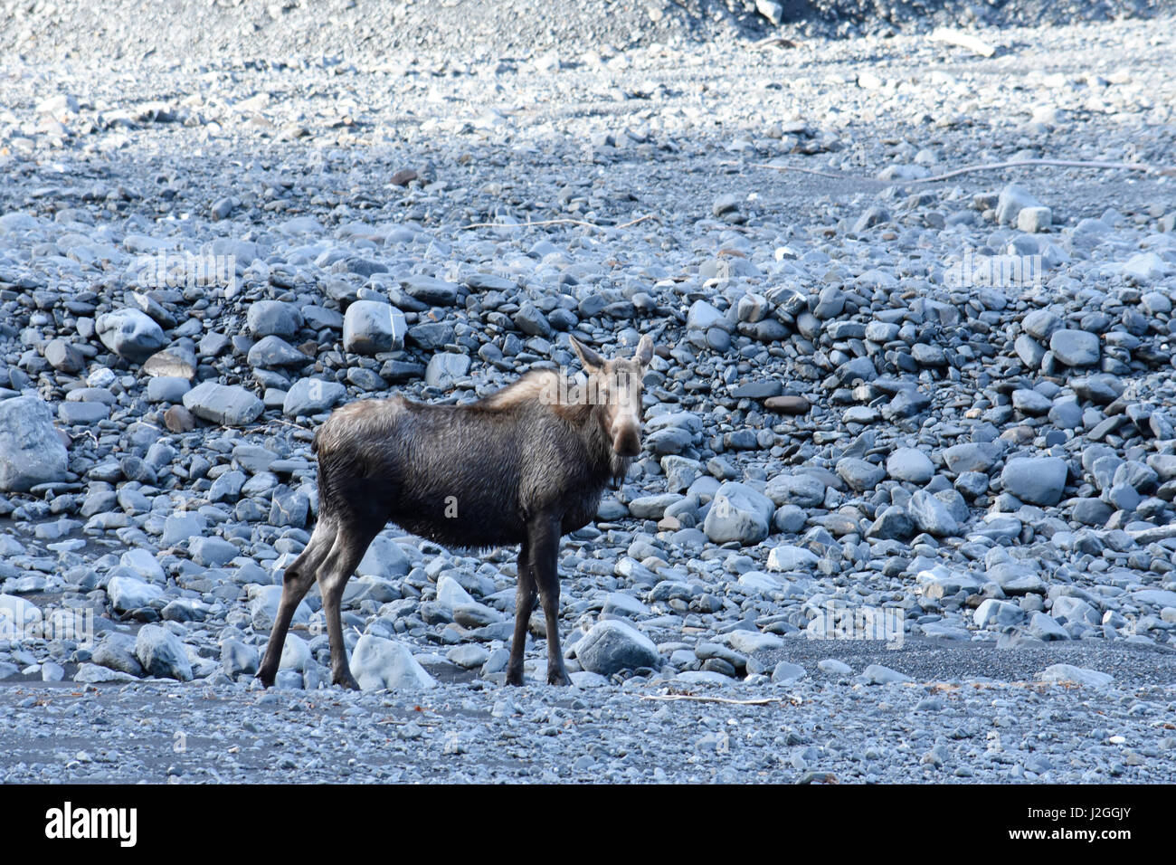 Stati Uniti d'America, Alaska, alci vicino a Exit Glacier Foto Stock