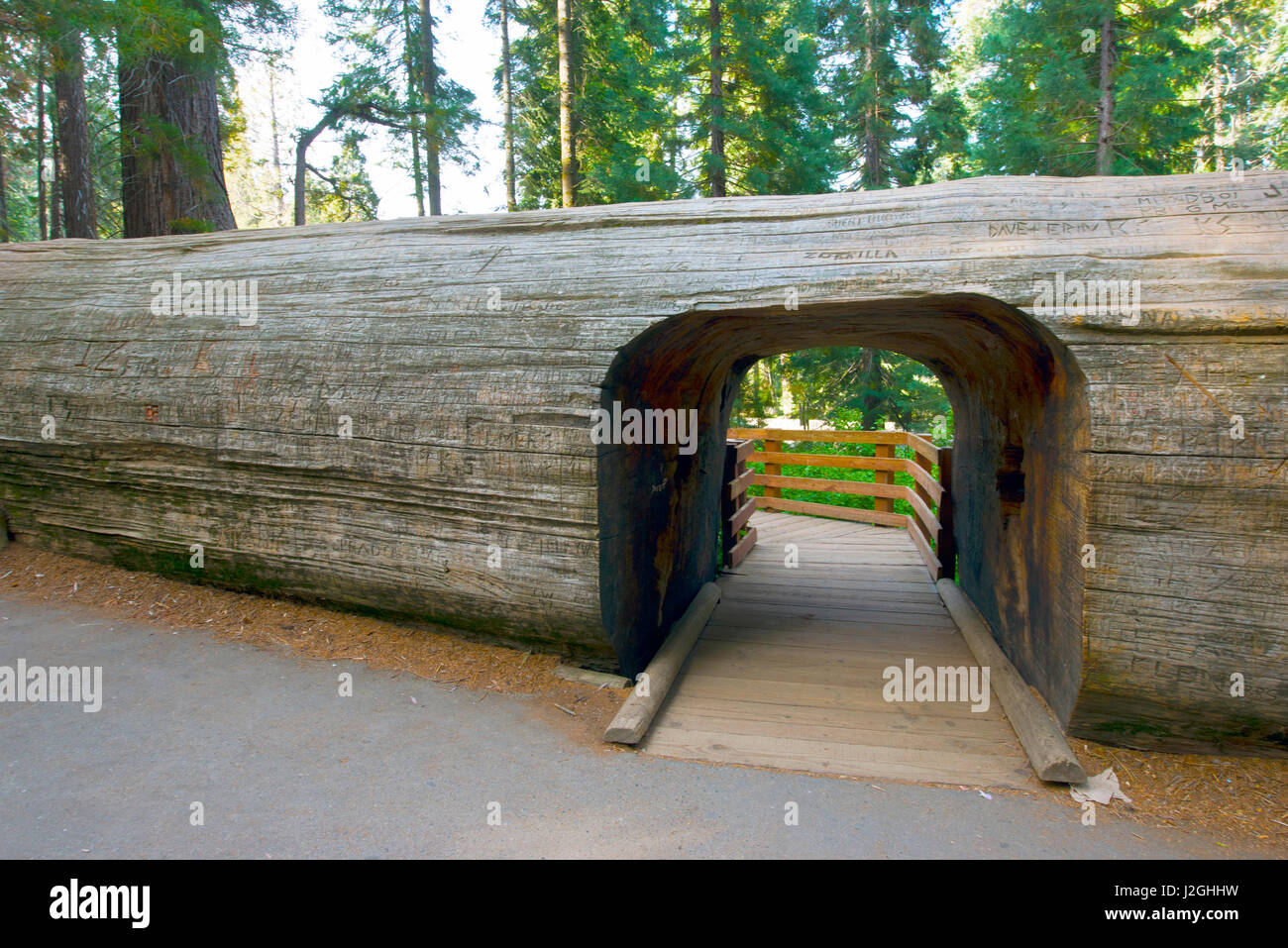 Stati Uniti d'America, in California, il Sequoia e Kings Canyon National Park, Generale Sequoia gigante Tunnel di alberi (registro di grandi dimensioni formato disponibile) Foto Stock