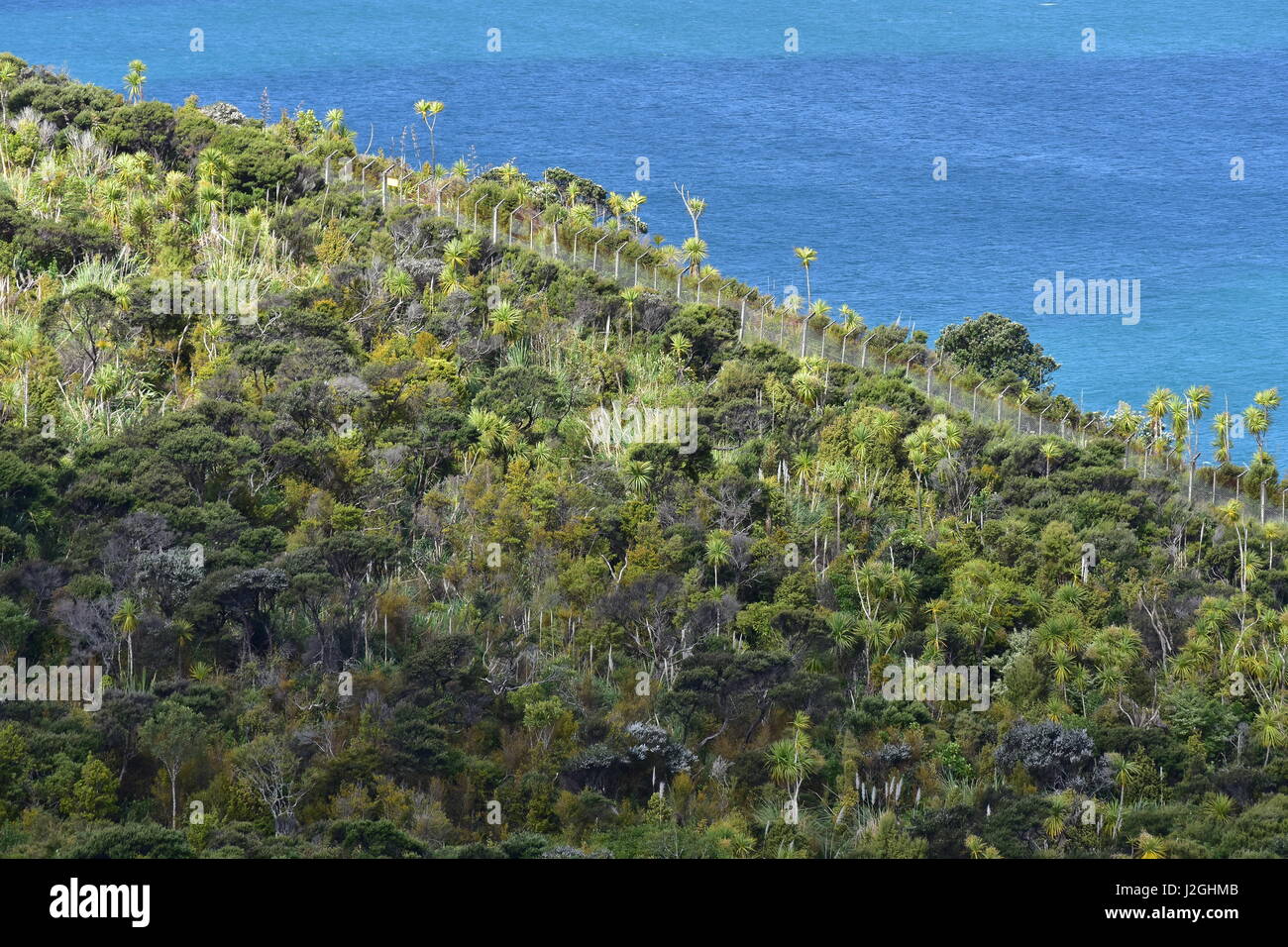 Foresta costiera con cavolo prevalenti gli alberi su Isola del nord della Nuova Zelanda. Foto Stock