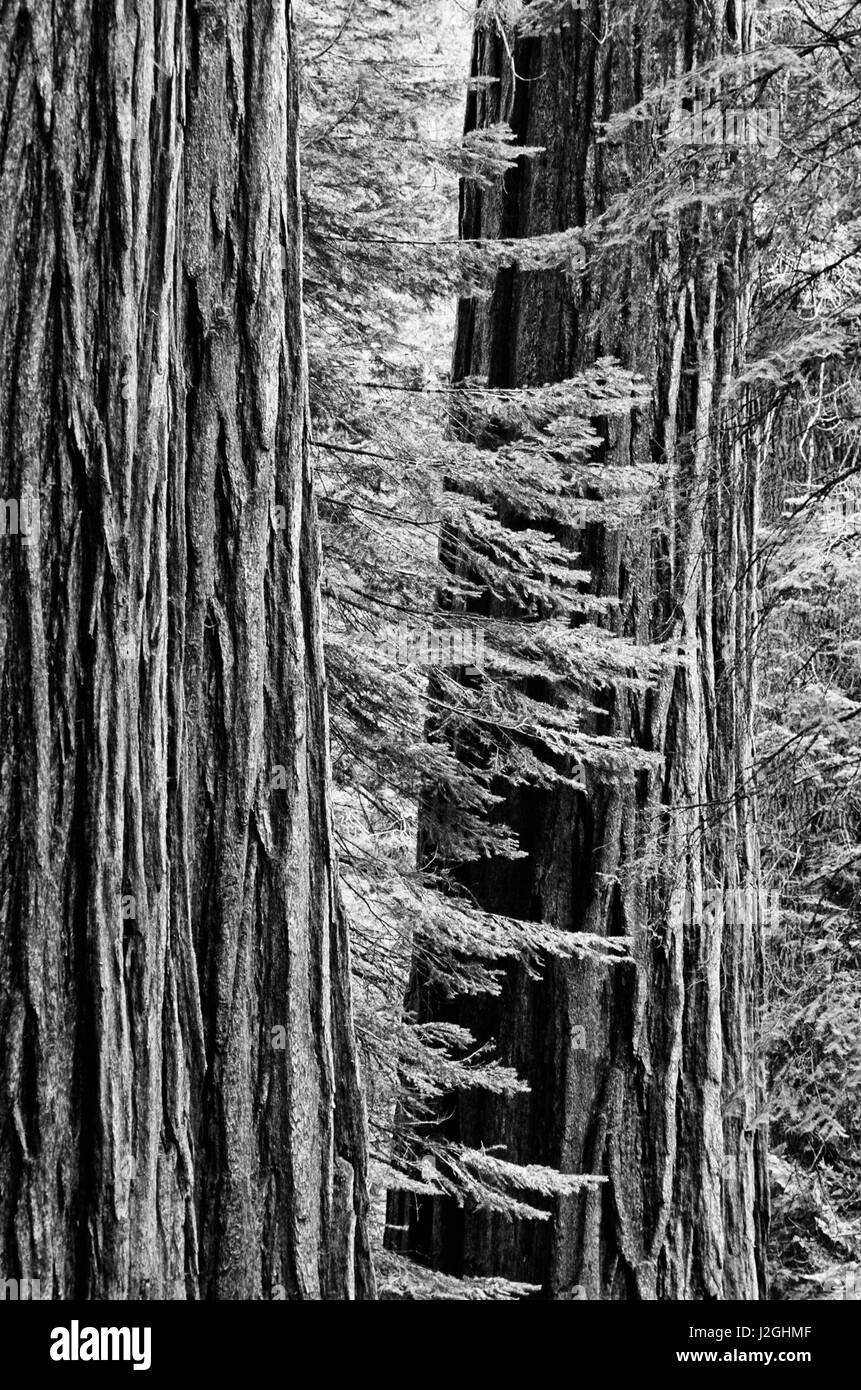 Stati Uniti, California, il Parco Nazionale di Yosemite. Alberi di Sequoia in La Mariposa Grove. Credito come: Dennis Flaherty Jaynes / Galleria / DanitaDelimont.com Foto Stock