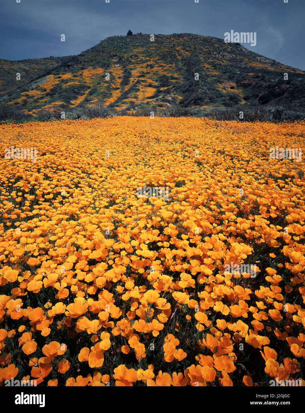 Stati Uniti, California, Lago di Elsinore, California Poppy fiori selvatici (Eschscholzia californica) coprire la collina. (Grandi dimensioni formato disponibile) Foto Stock